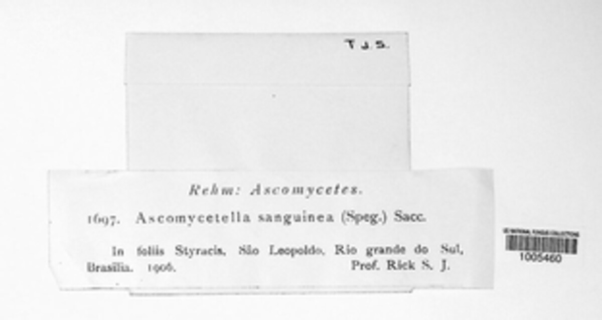 Uleomyces parasiticus image